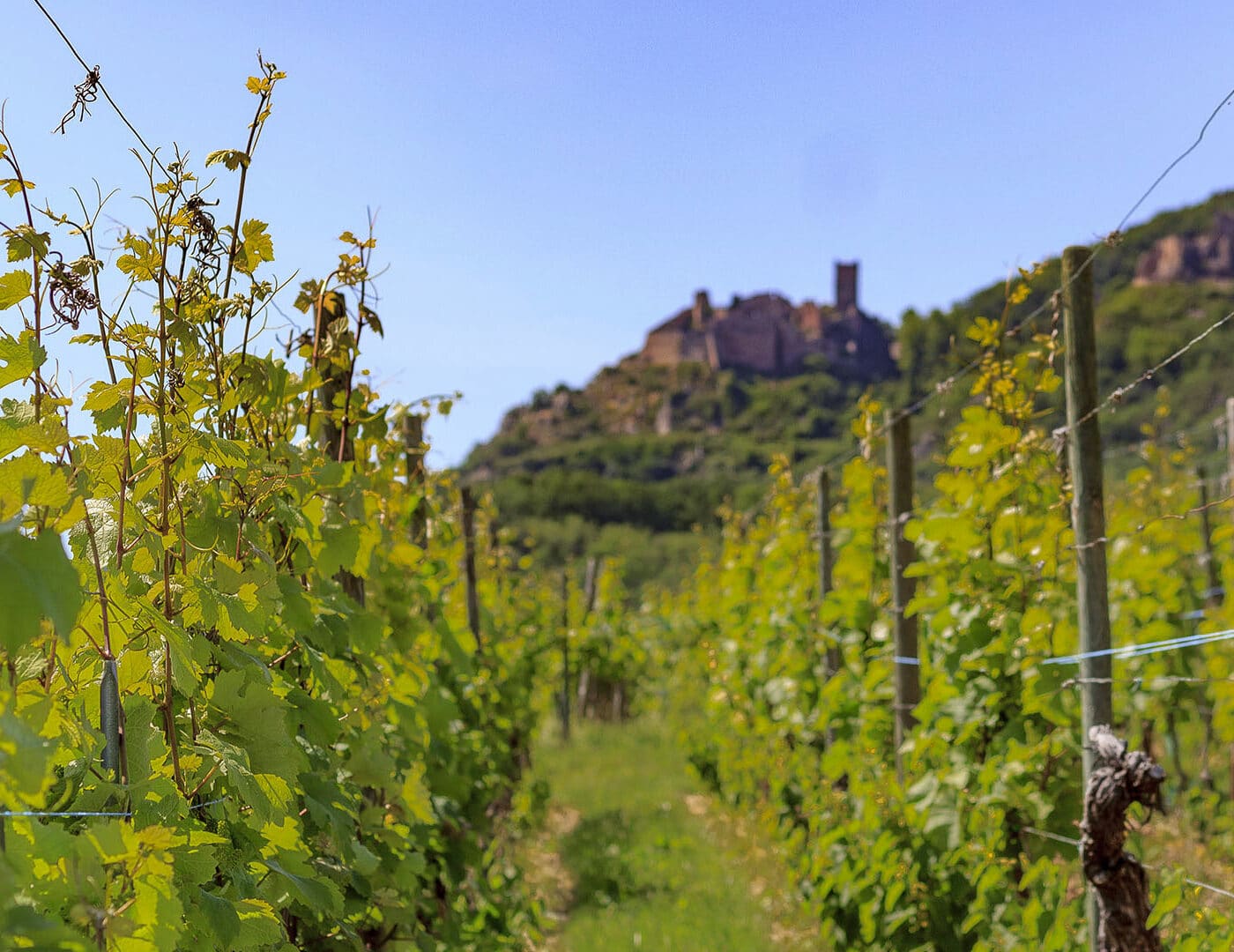 Domaine Faller à Ribeauvillé