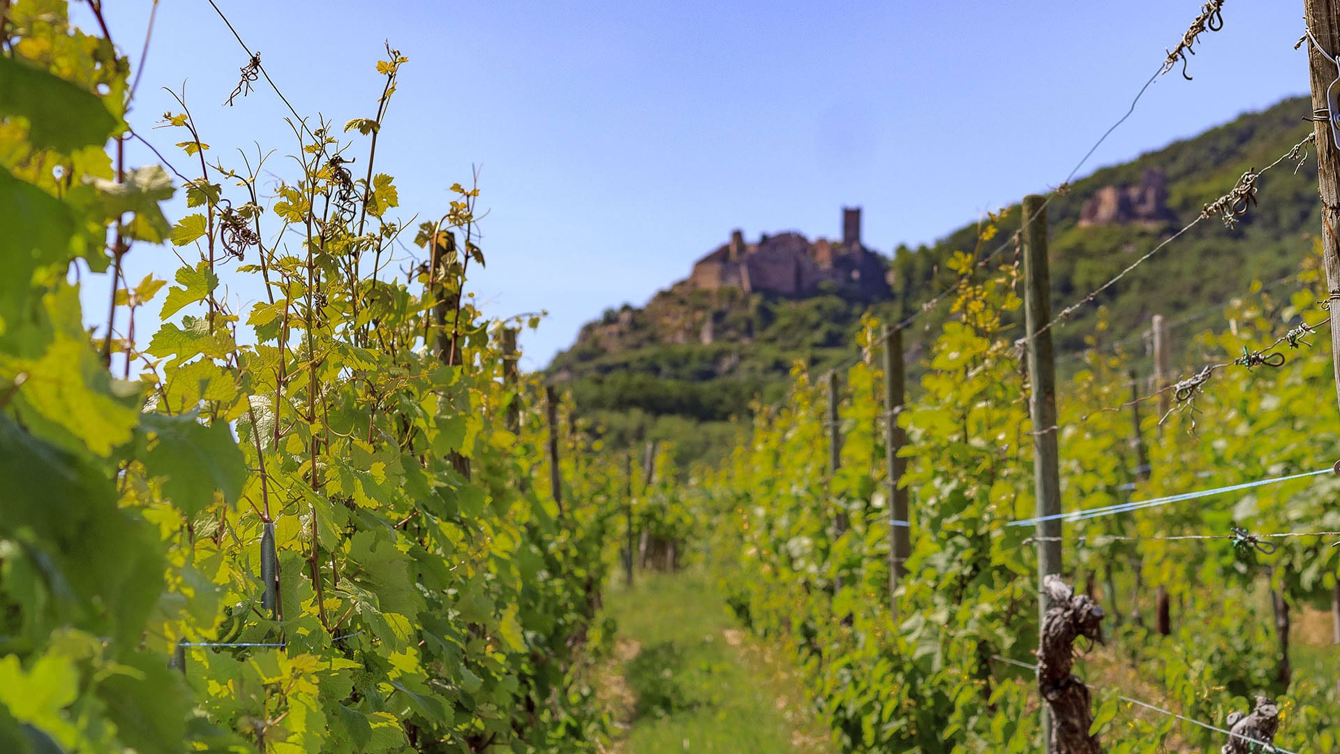 Domaine Faller à Ribeauvillé